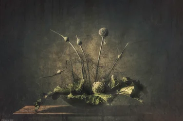 Dark Botanical Still Life