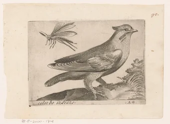 Waxwing (Bombycilla garrulus) Colonbo indiano (title on object) Birds (series title)