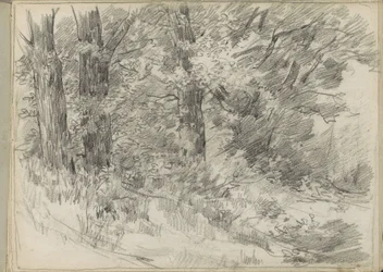 Forest View