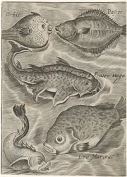 Study Sheet with Various Fish