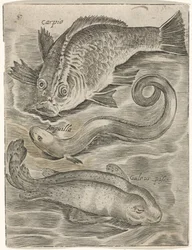 Study Sheet with Three Fish (Piscium Vivae Icones)