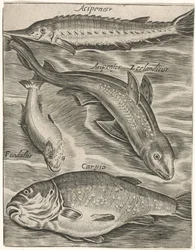 Study Sheet with Fish