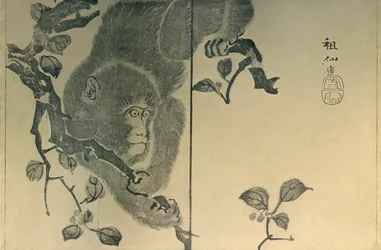 Monkey