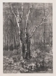 Woods in the Park near Monza