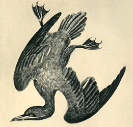 Gannet