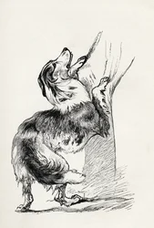 Half bred Shepherd Dog caressing his master, from Charles Darwin