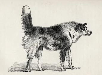 Half-Bred Shepherd Dog with Hostile Intentions, from Charles Darwin