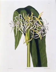 Crinum Declinatum, Plate 43 from 