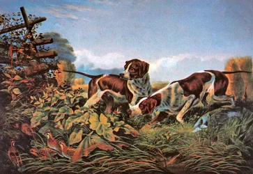 American Field Sports: On a Point