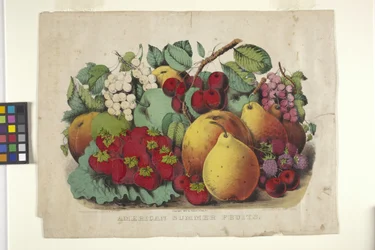 American Summer Fruit