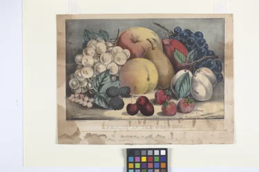 Fruits Of The Season