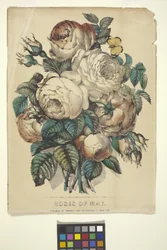 Roses Of May