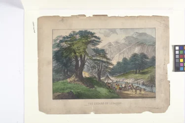 The Cedars of Lebanon