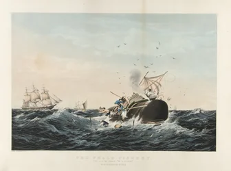 The Whale Fishery: The Sperm Whale 