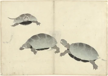Three Turtles from the Series 
