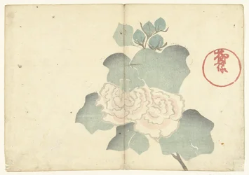 Peonies