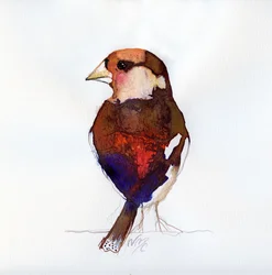 Blushing Hawfinch