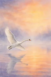Majestic Swan Reflection
