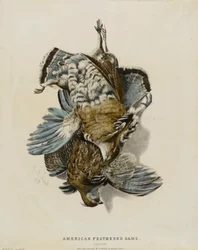 American Feathered Game--Partridges