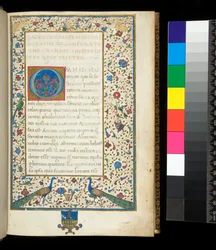 Ms 336. Sallust, Catilina and Jugurtha, f.1r. Full Illuminated Border with Peacocks, Rabbits, Green Parakeets and a Dove