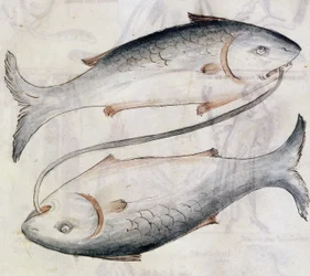 Drawing of Pisces, from a Translation of a Persian Astrological Treatise by Jafar ibn Muhammad