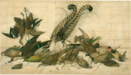 not titled (Australian gamebirds)
