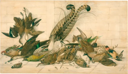 Untitled (Australian gamebirds)