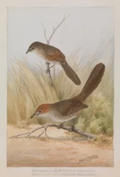 Long-billed Bird