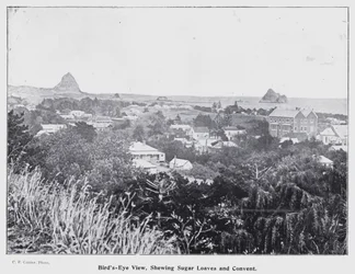 New Plymouth, New Zealand: Bird