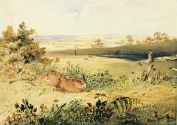 Hare in a Landscape