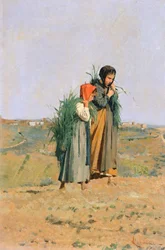 Erbaiole