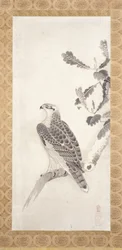 Hawk Perched On A Branch