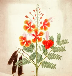 Flower study, c.1840