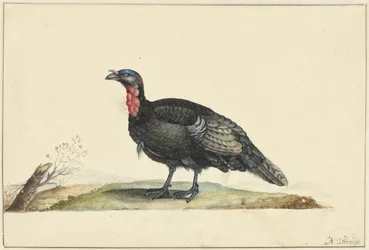 Bird with Black Feathers and a Red Crop, Standing, Facing Left