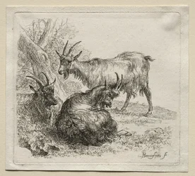 Animalia: Three Goats