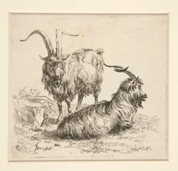 Goats