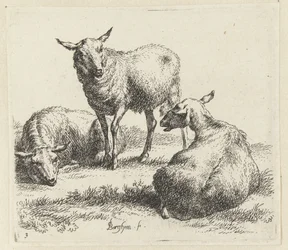 Three Sheep (Animalia ad vivum delineata et aqua forti aeri impressa Studio et Arte Nicolai Berchemi)