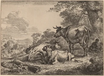 Resting Cows