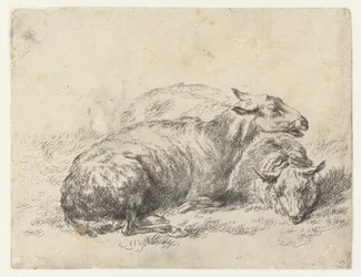 Two Lying Sheep, Sheep (series title), Animalia ad vivum delineata et aqua forti aeri impressa Studio et Arte Nicolai Berchemi (series title)