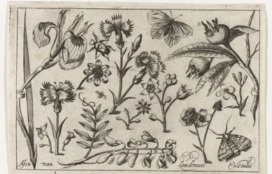 Flowers and Butterflies