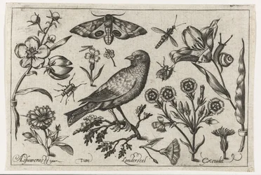 Flowers, insects, peacock butterfly and a crow. Birds, flowers, insects etc.