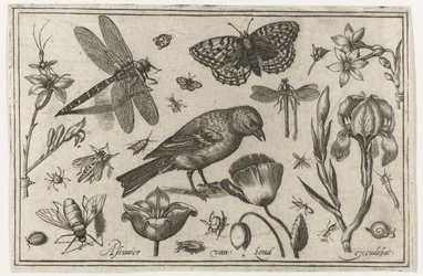 Flowers, Dragonfly, and Bird