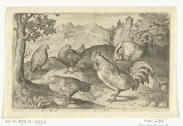 Three Chickens and Two Roosters