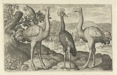 Crowned Crane Between Two Ostriches