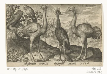 Crowned Crane Between Two Ostriches (Birds and Insects)
