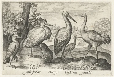 Stork, Crane, Heron, and Spoonbill