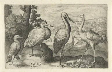 Stork, Crane, Heron, and Spoonbill