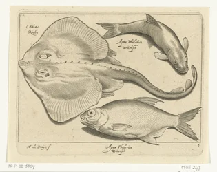 Ray, Bream, and Whitefish (Libelivs Varia Genera Piscium Complectens)