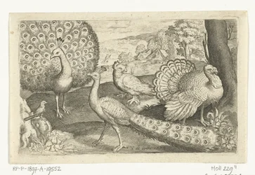 Two Peacocks and a Turkey - Birds and Insects (series title)