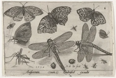 Butterflies and Dragonflies